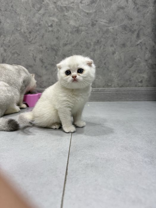 Продаю котят navai