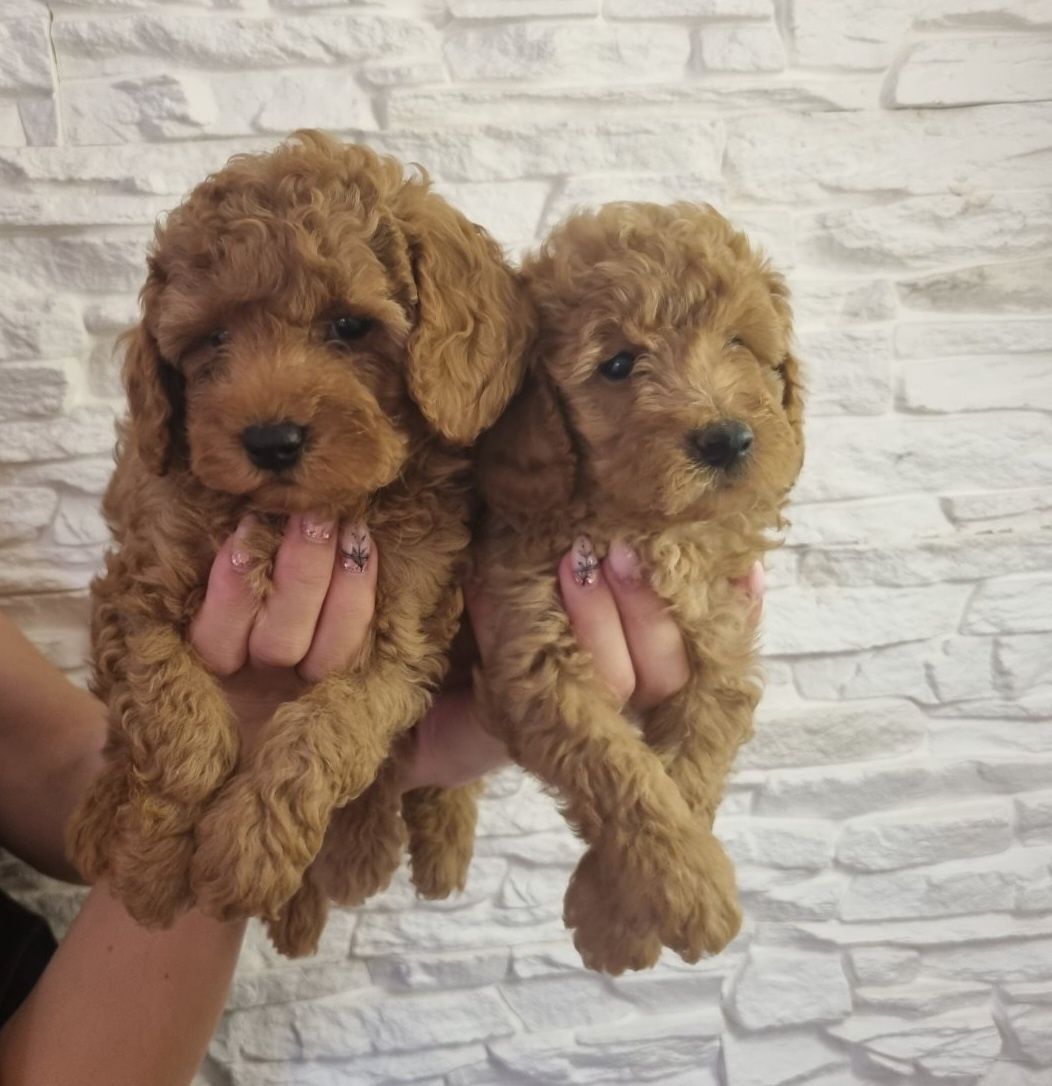 Toy Poodle  Мини Пудел