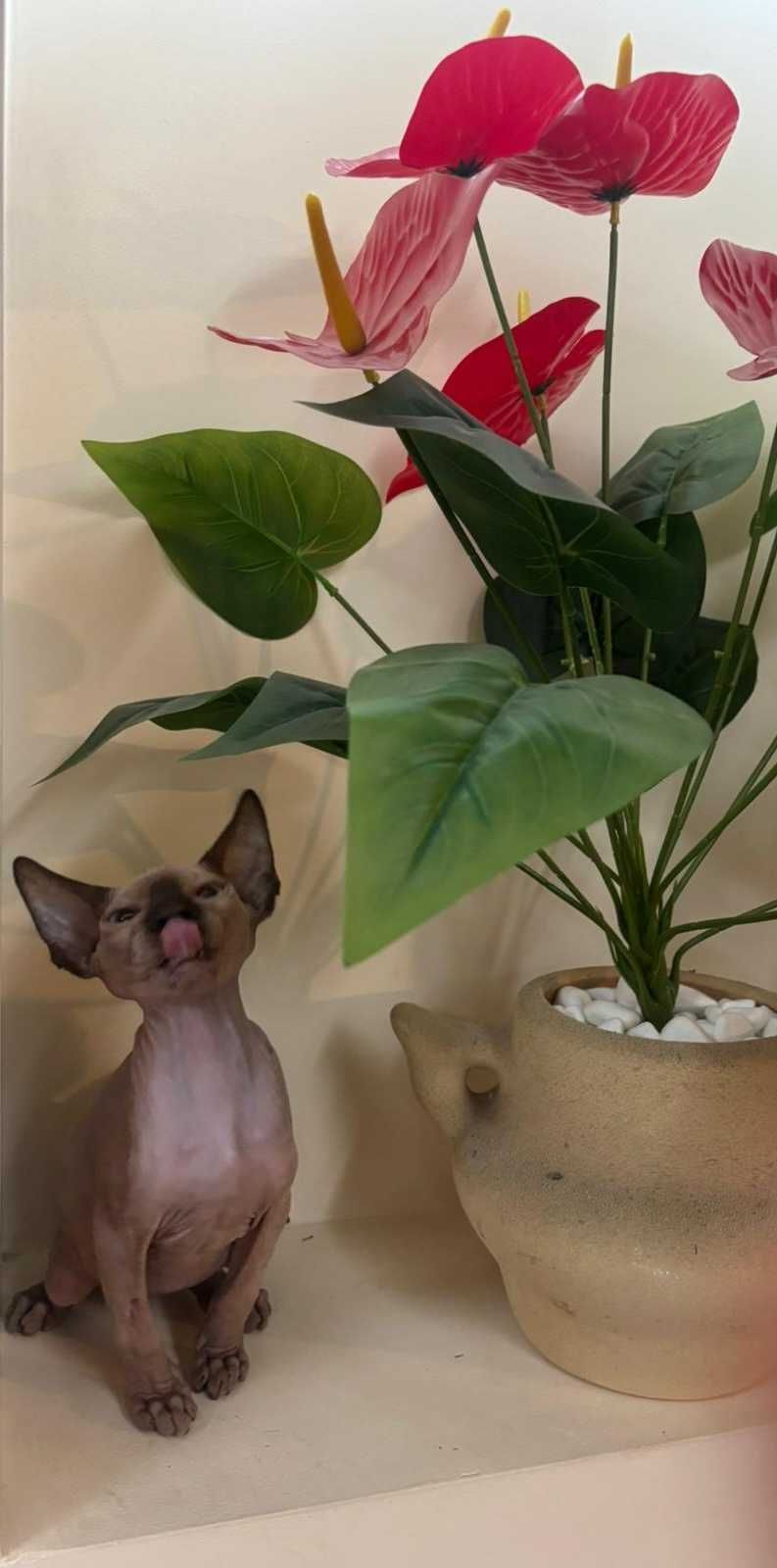 Канадски сфинкс котенца