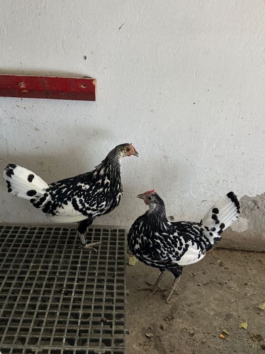 Pereche Păduane și Familie Hamburg