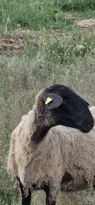 Vand oi cap negru (tigaie) pe ales