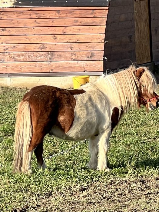 Ponei armasar 75-80 cm la greaban