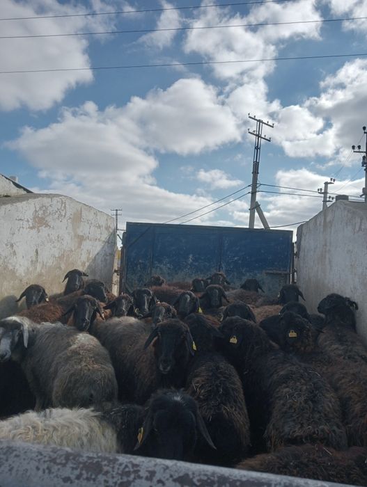 Кой аналык койлар сатылады