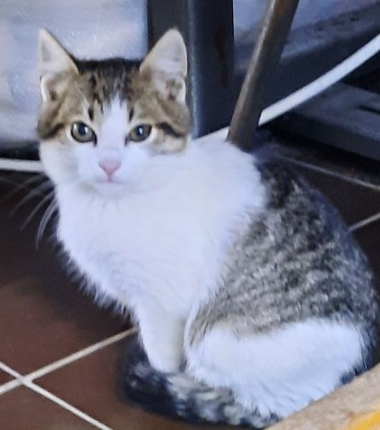 Коте търси своя дом