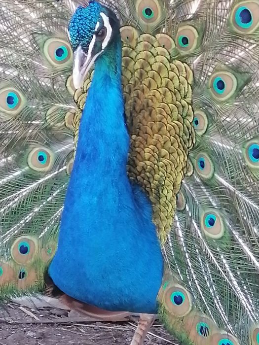 Продам павлинов   индийские и Арлекин