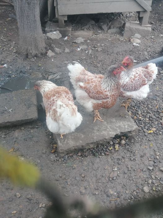 Găini wyandotte splash