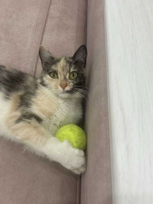 Кошка котенок кошечка