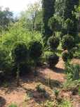 Pepiniera arbori ornamentali (tuia, gard viu,etc)