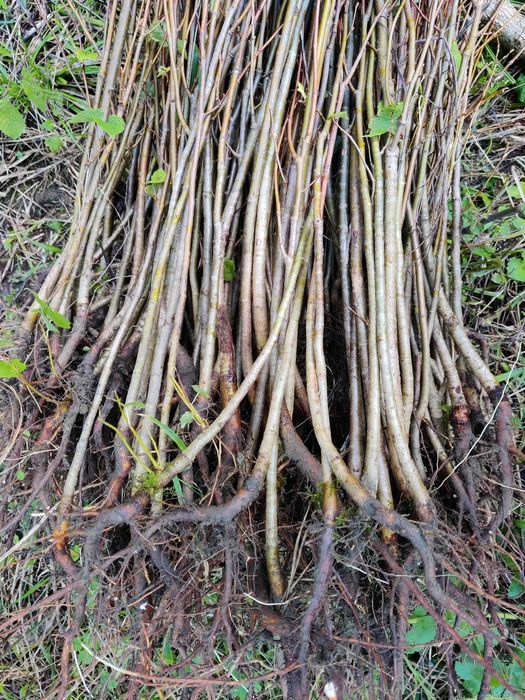 Puieți de Tei. Ofer transport gratuit