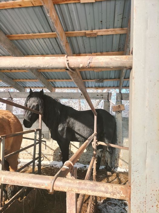 Айгыр  уйырде журген