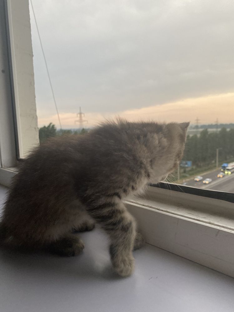Котенок с мамой