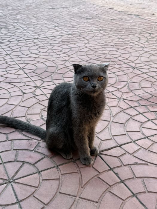 Scottish fold mushuk