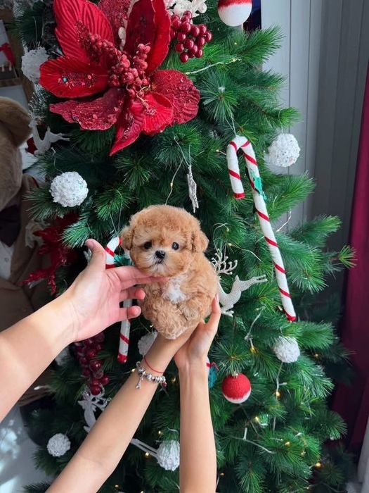 Maltipoo/poodle-pudel toy -mini toy roscat apricot