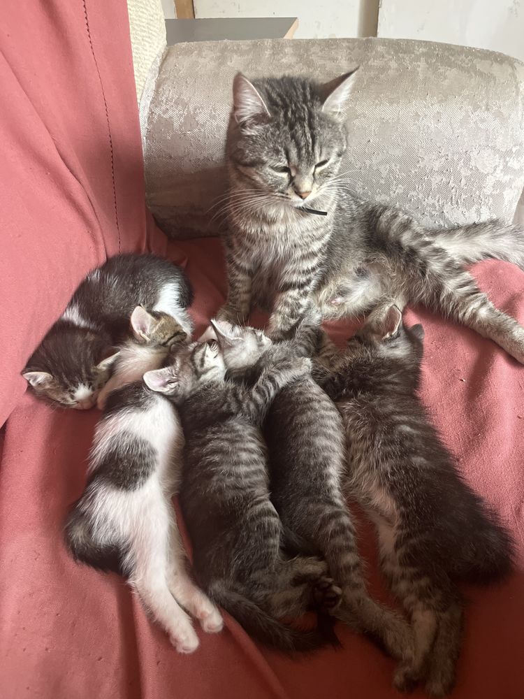 Котята им 43 дня