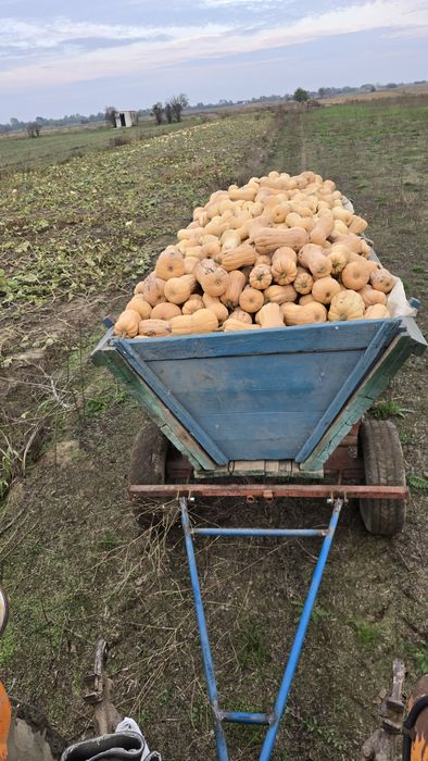 Dovleci placintari Matilda