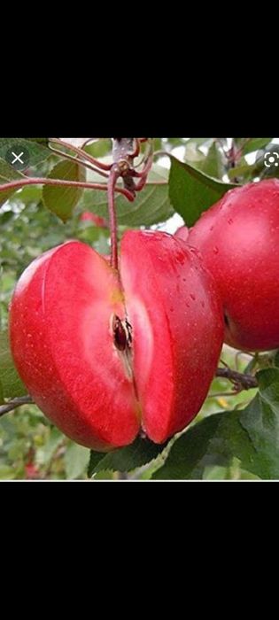 Nuc Chandler.Aluni.Pruni.ARONIA.Migdali Ciresi Catina Gutui Zmeura.Tei