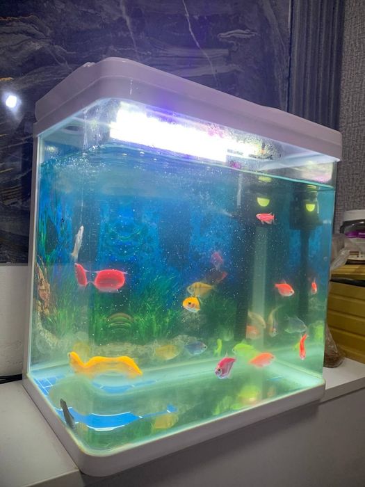 Аквариум.                 .