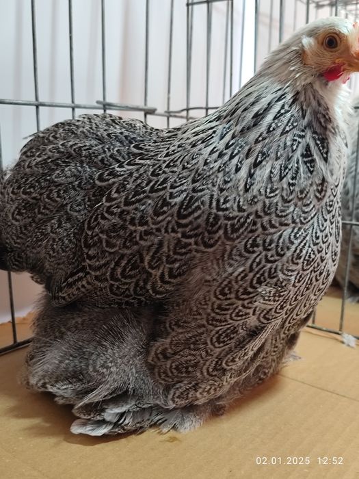 Găini cochinchina pitic herminat închis