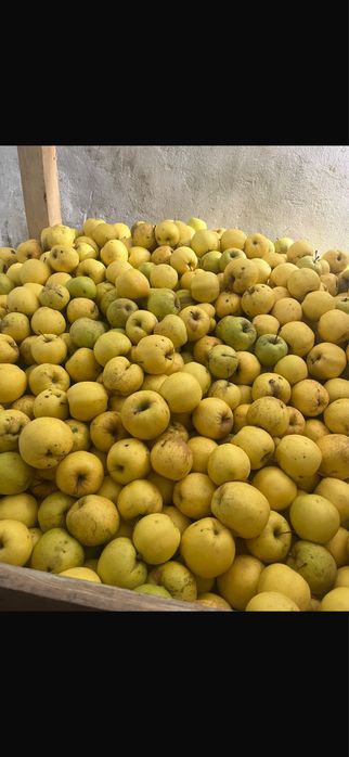 Merge Golden Productie Proprie