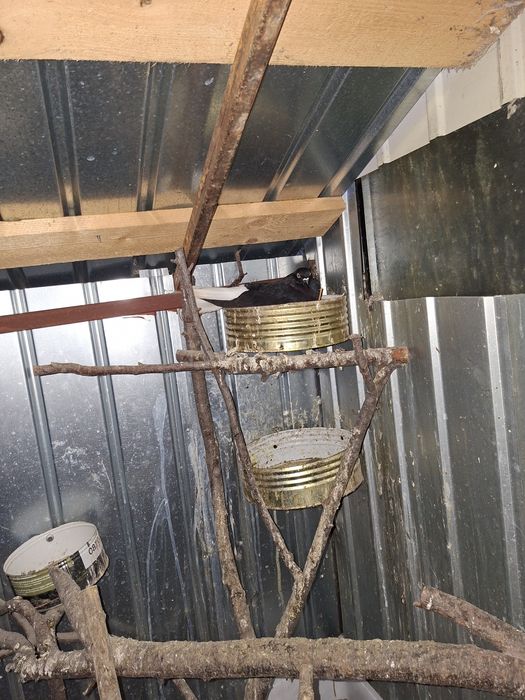 De vânzare porumbei cod alb