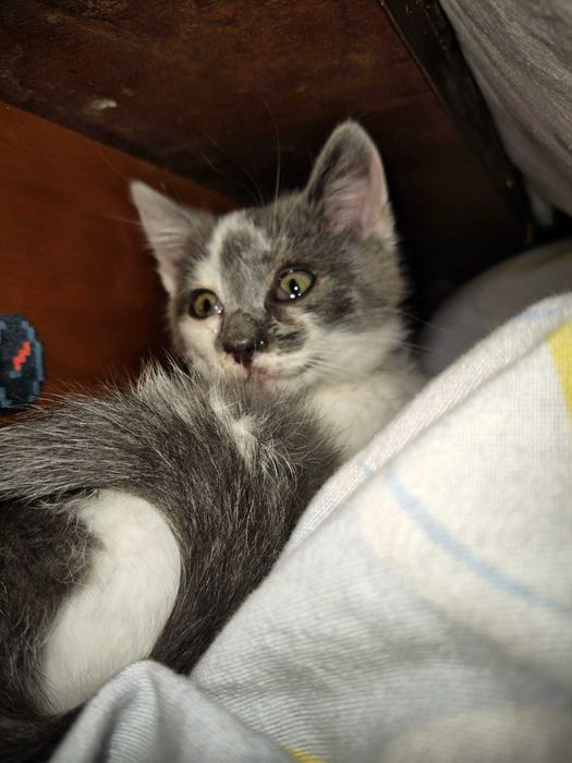 Motănel pentru adopție  Pașcani