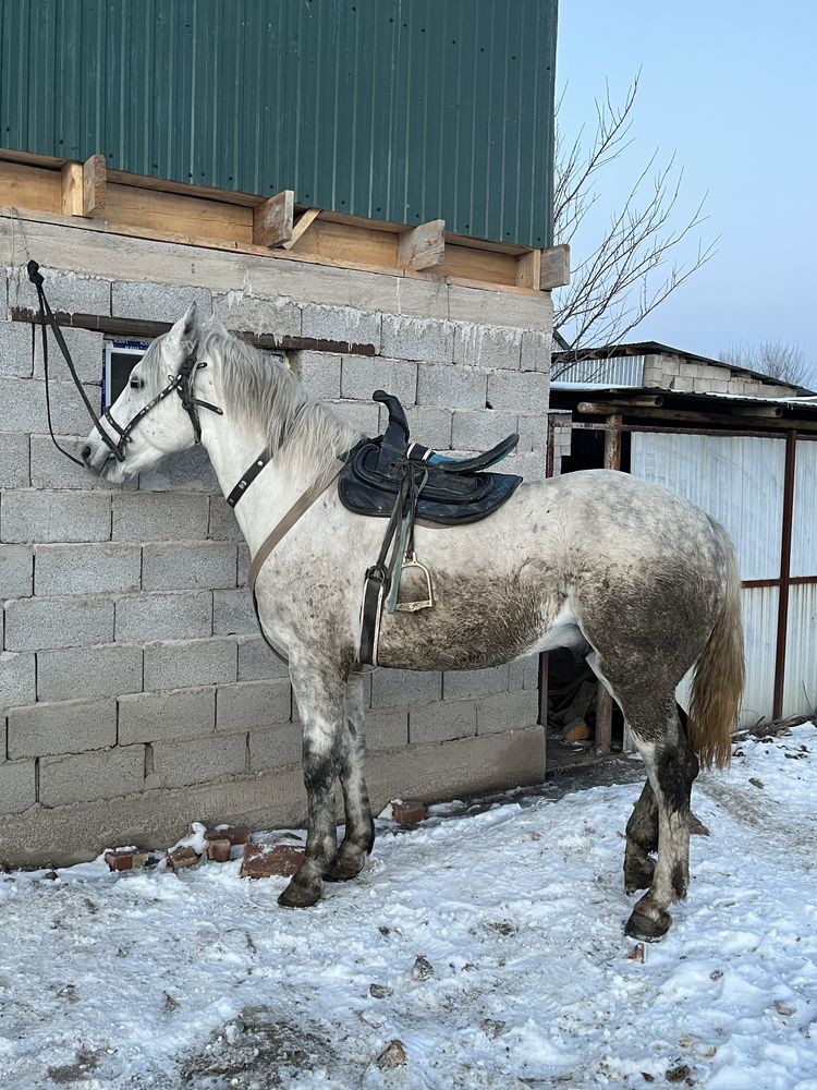 Кокпар Айгыр алдынгы ат