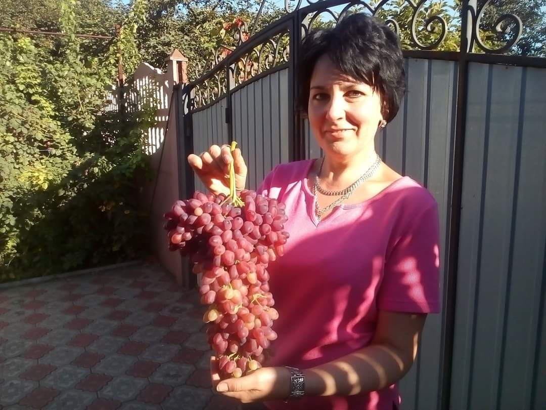 Vita de vie Veles la ghiveci