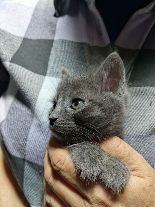 Котята в хорошие руки