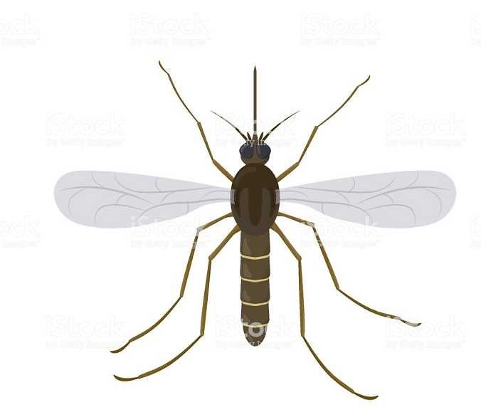 Plase tantari balama, site insecte,24 de ore, montaj+transport gratuit