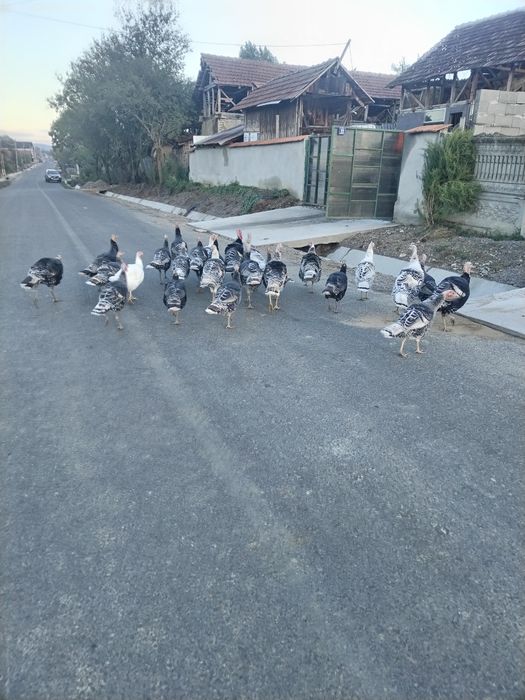 Vand curci si curcani