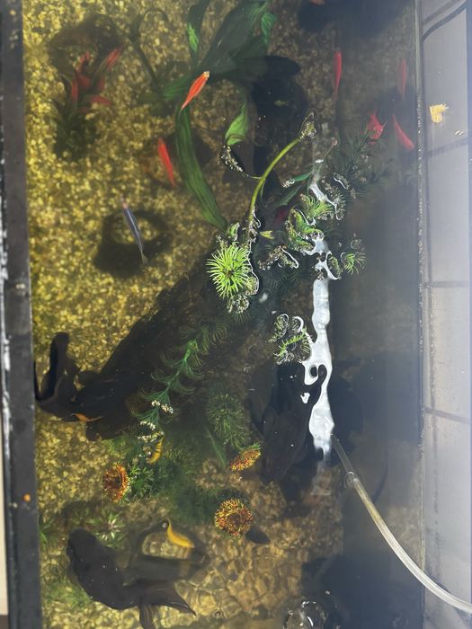 Acvariu pesti 60 L