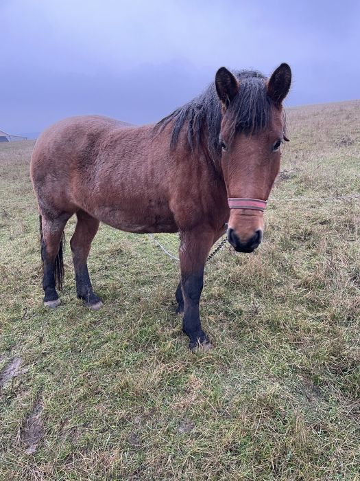 Vand Iapa de 6 ani detalii la telefon