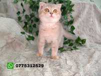 Vand fetita Scottish fold lilac-golden