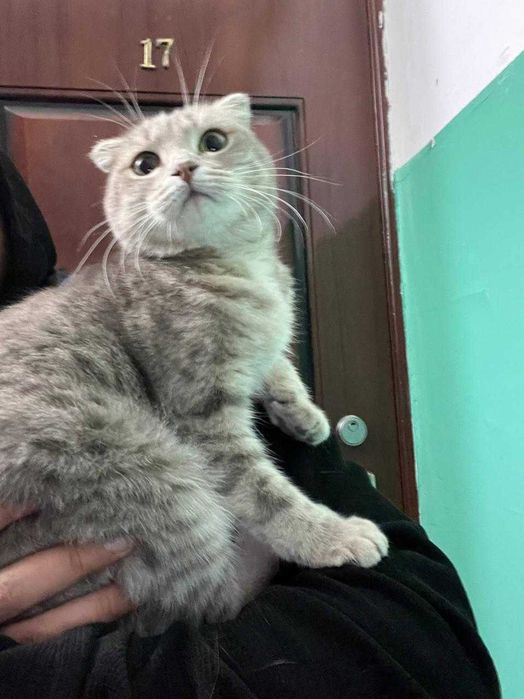 киса ищет дом в добрые руки