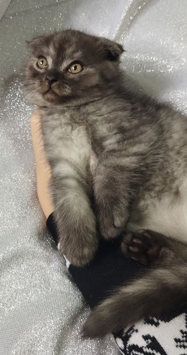 Шотландский котёнок.
