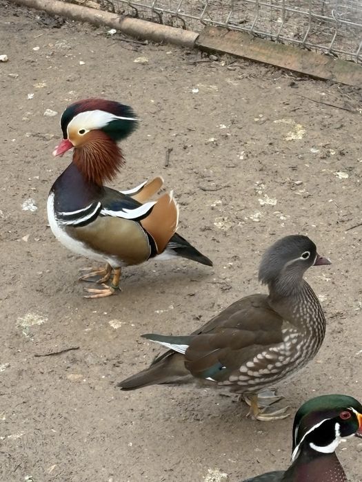 Pereche Rate mandarin