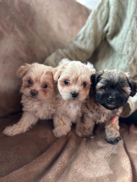 Bichon Maltez cu pedigree