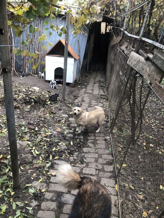 Donez pui metis ciobanesc mioritic