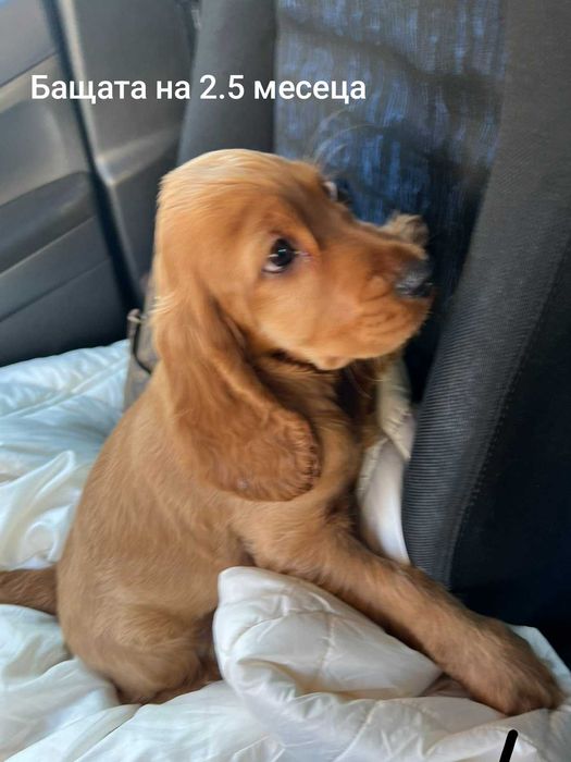 Английски кокер шпаньол,  кокер "шпаниоли"