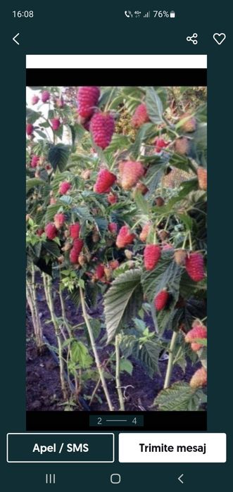 Vând butasi de zmeură de diferite soiuri