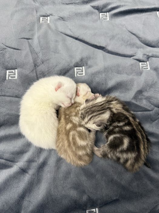 Шотландские вислоухие котята