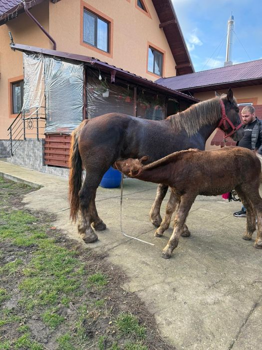 Iapa gestanta de vanzare