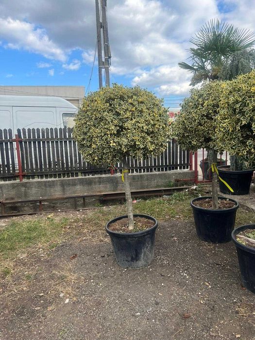 Plante decorative pentru grădini, curți și spații publice