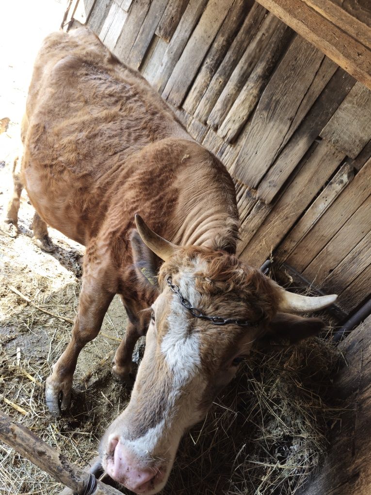 Vând vacă gestantă în luna a saptea