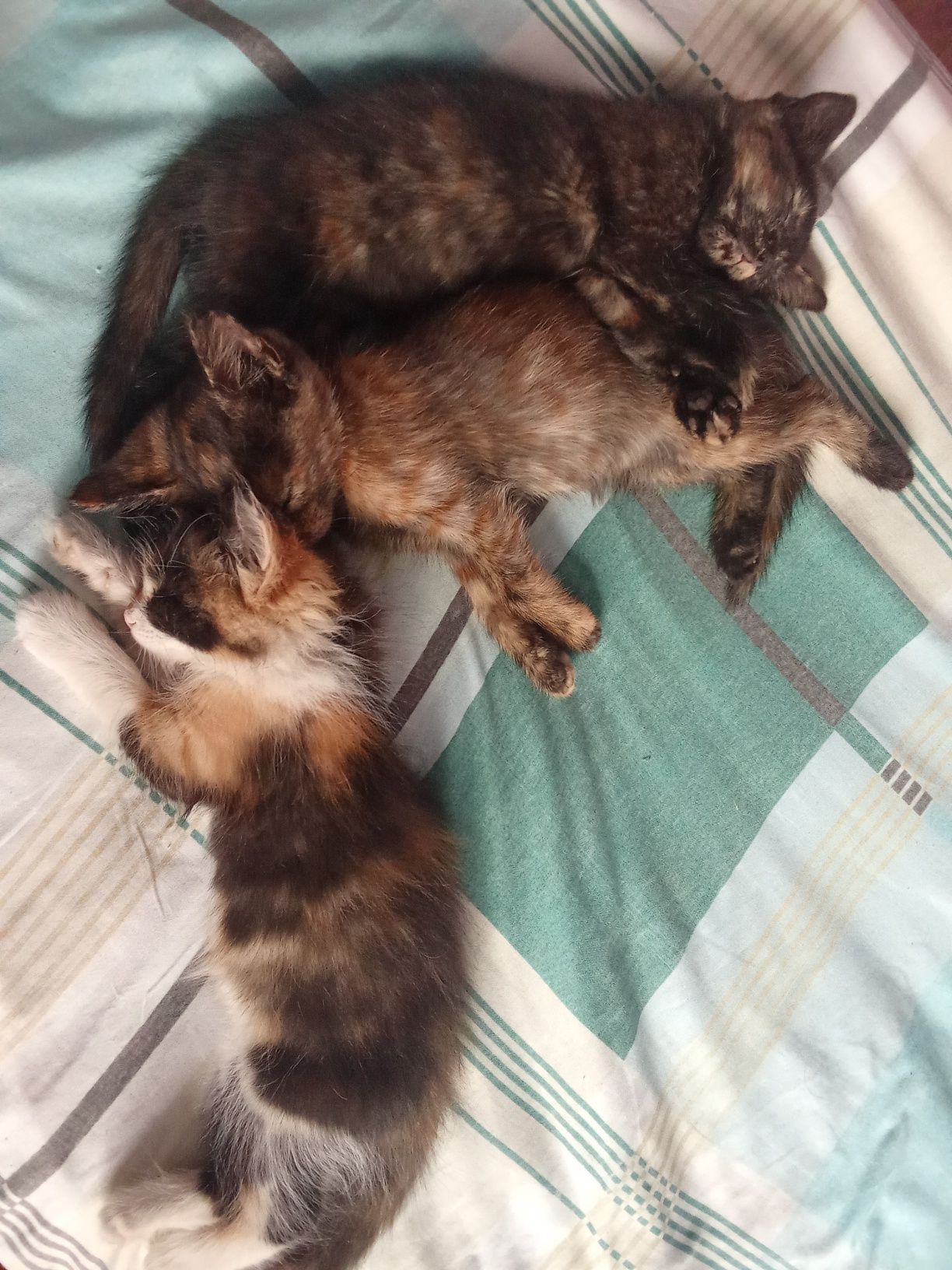 Отдам котят(девочки)