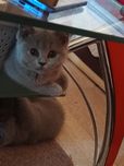 Британчета три момчета
