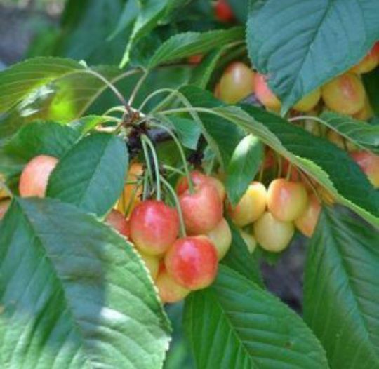 Cireș Amar Roz De Marculesti