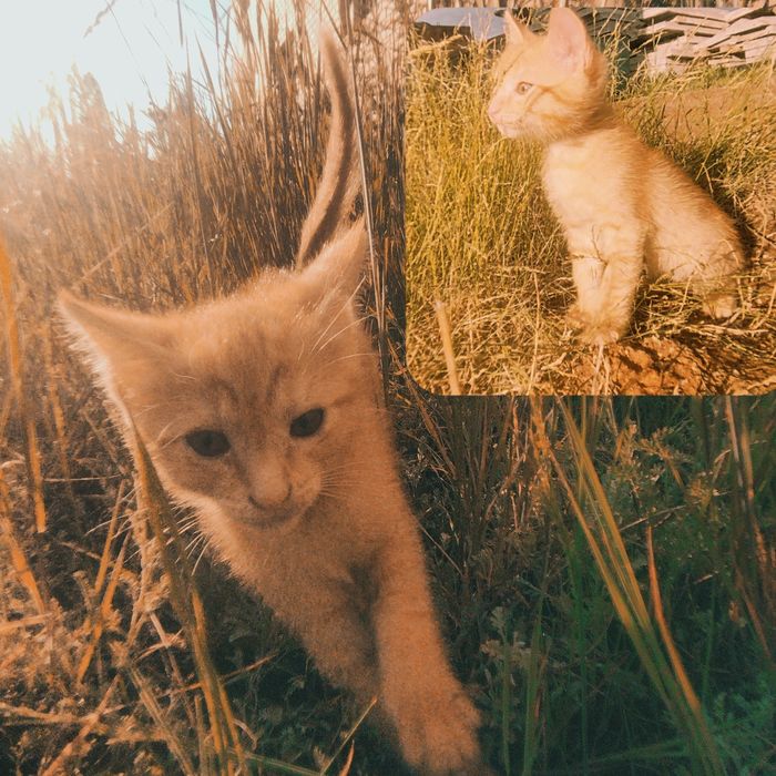 Отдам в добрые руки