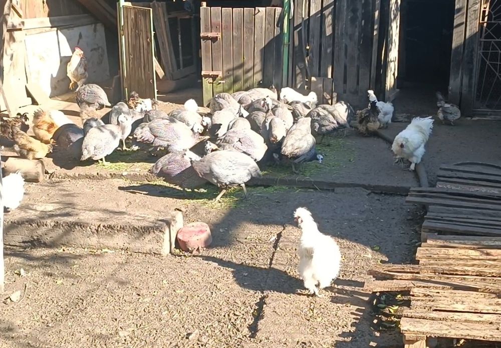 Bibilici de vânzare 200 lei pe bucata