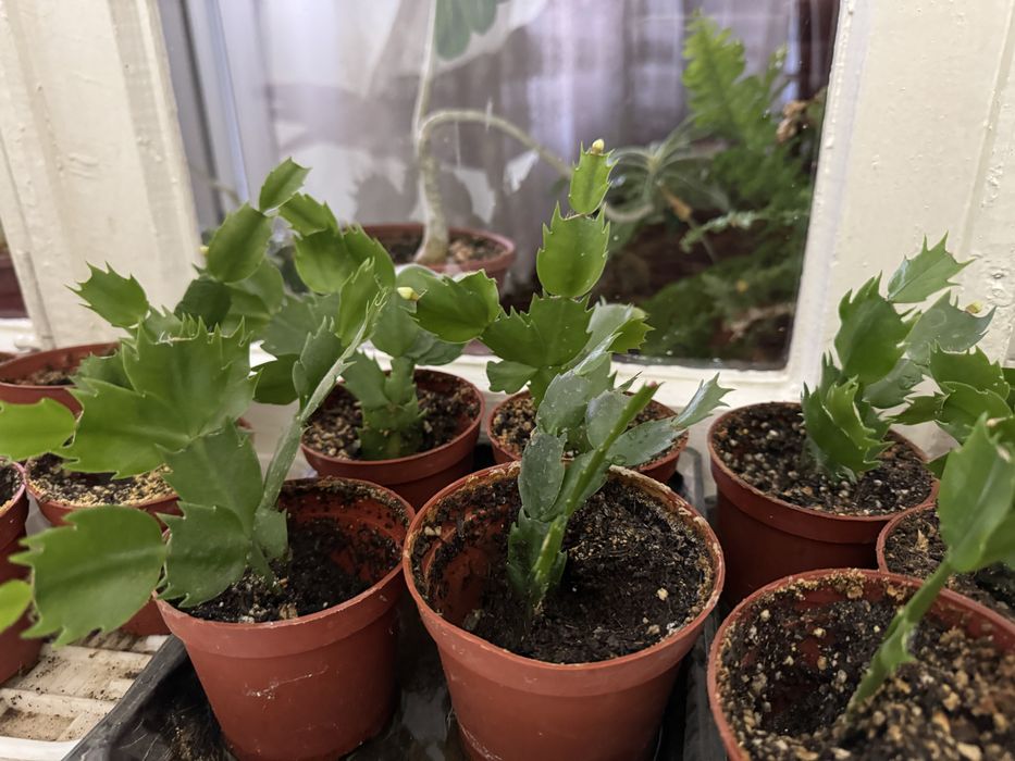 Шлюмбергер (декабристы)